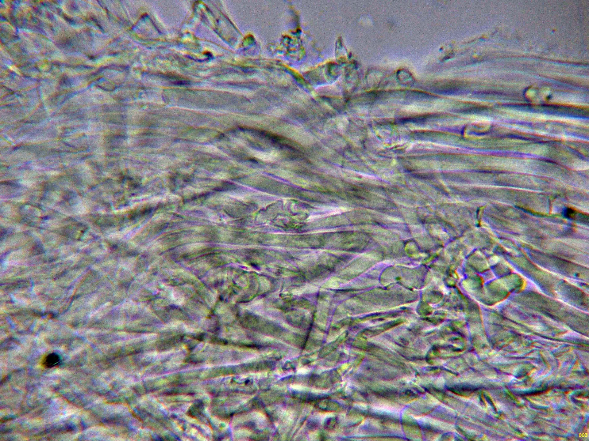 10 - Suprapellis agua-003